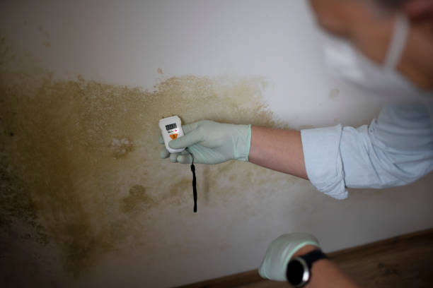 Best Home Mold Removal  in Hugo, OK