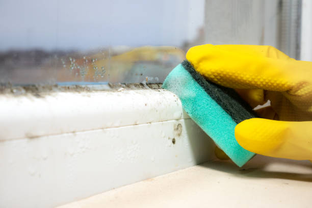 Best Same-Day Mold Removal  in Hugo, OK