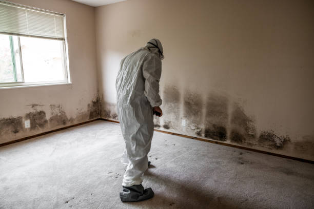 Best Black Mold Removal  in Hugo, OK