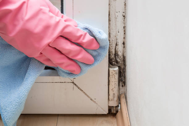 Best Toxic Mold Removal  in Hugo, OK