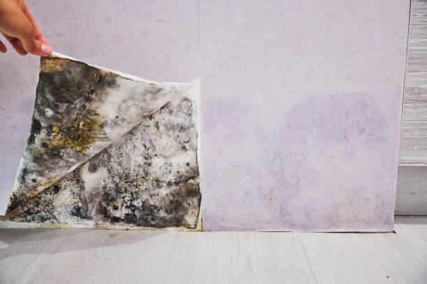 Best Residential Mold Removal  in Hugo, OK